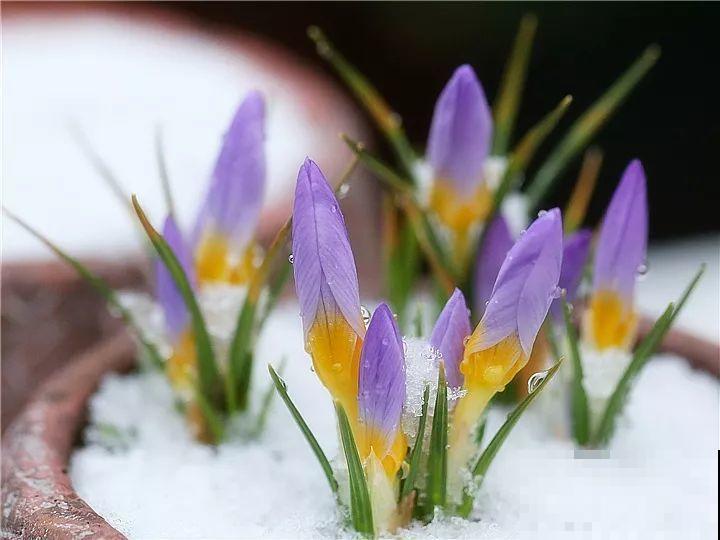 大雪天，只有这花还在继续开，真不是一般的抗冻！