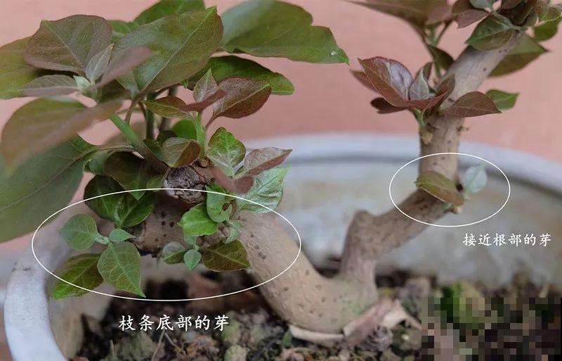 最受欢迎的花，修修剪剪，立马就变的不一样了