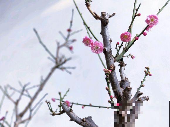 人养花，花也养人，越养你的气质就越好！