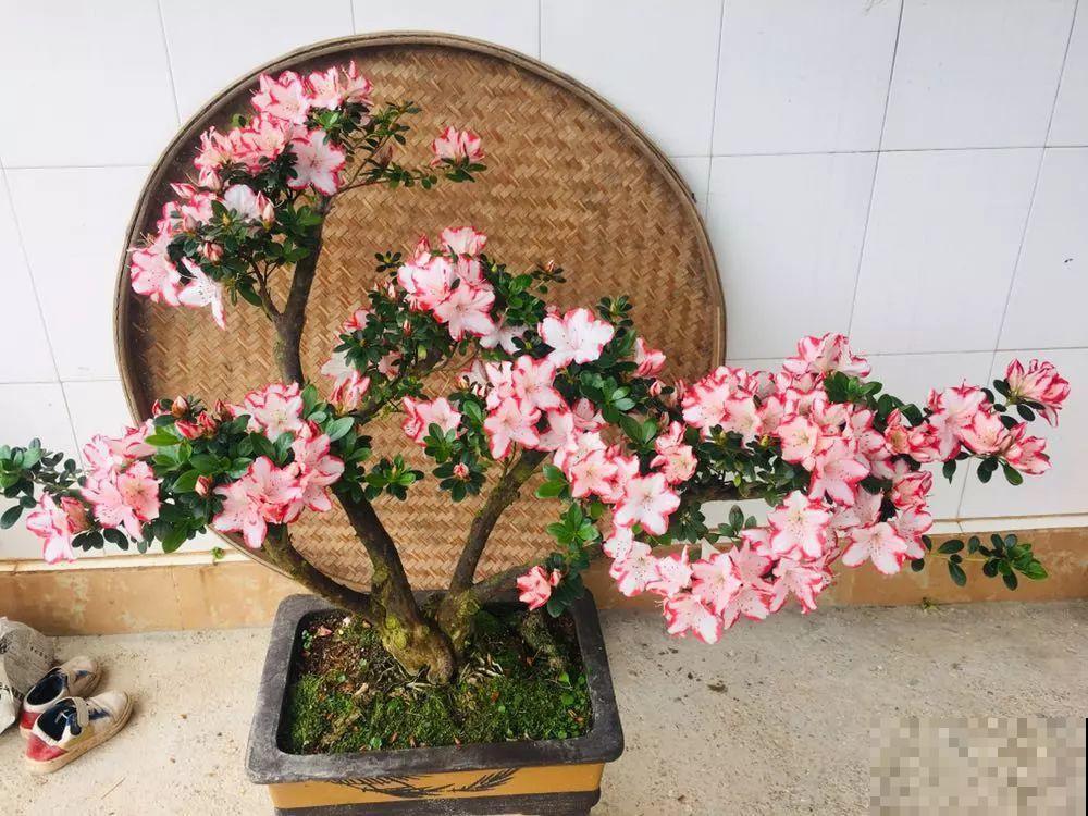 阳台封闭不通风养花，就选这8种花，能种出一个室内花园！