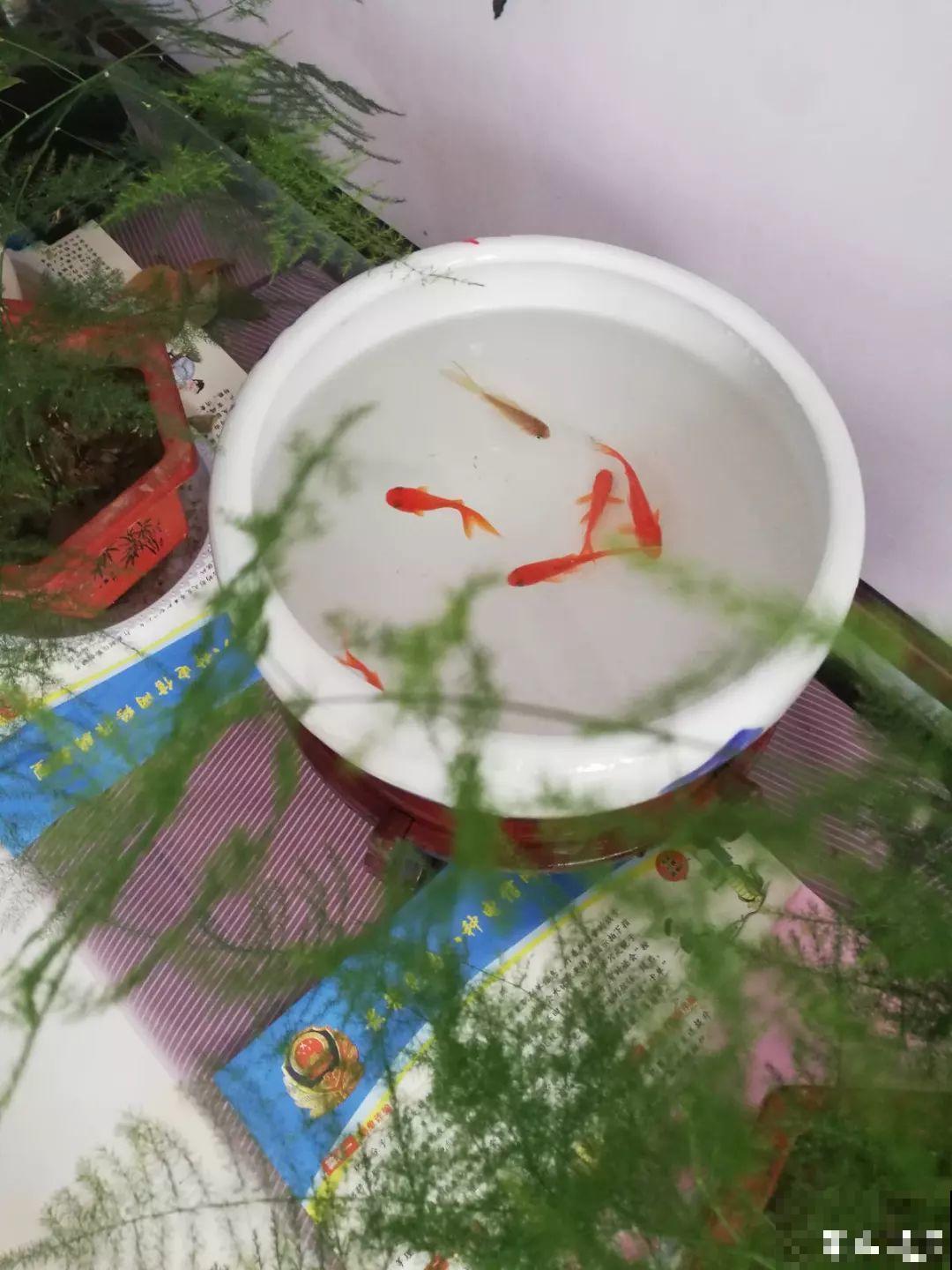 用水果皮沤肥，教你一招，撒把它肥效能翻倍！