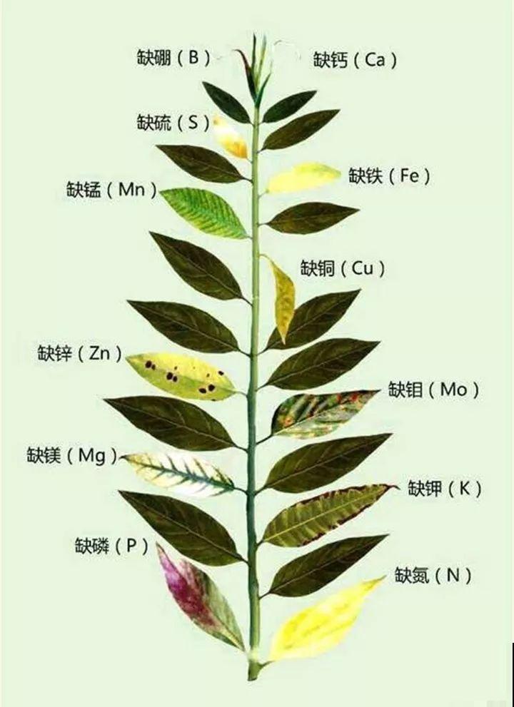 花一黄叶就挂，早治能救活，晚了一片叶子也不剩！