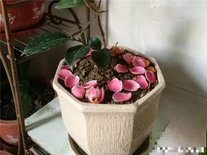 这花想要冬天开，就得狠心剪两刀，满树红花惹人爱！