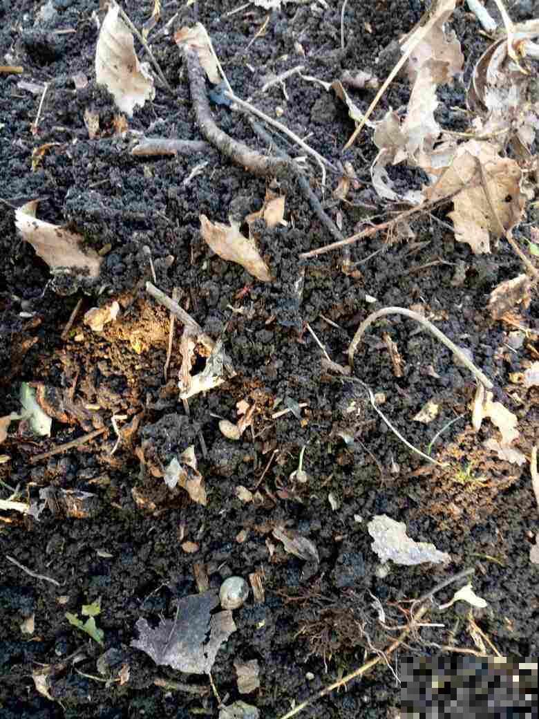 土里掺点它，养花10年不烂根，特透气