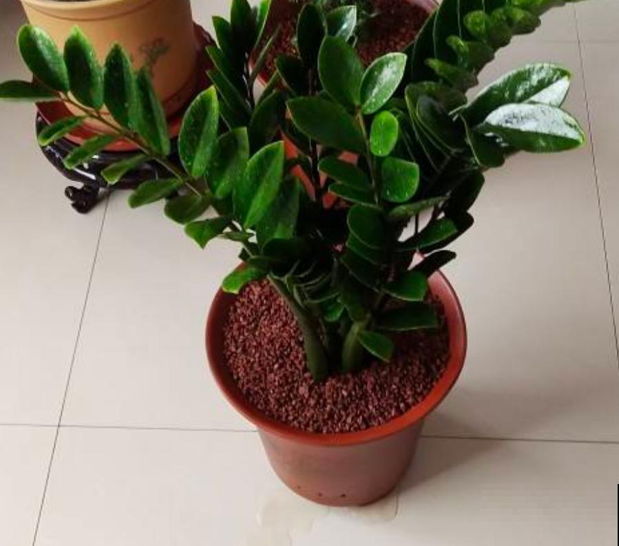 这花寓意极好，每年换盆的时候，总能分生出一圈小土豆！