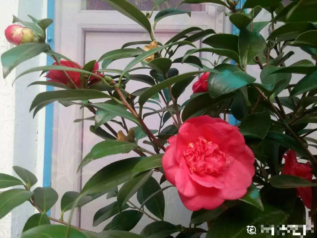 这花想要冬天开，就得狠心剪两刀，满树红花惹人爱！