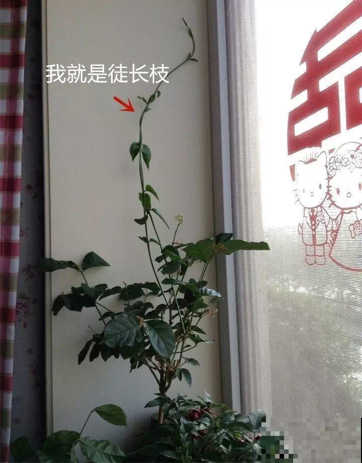 这3种花不用扦插，切个小口子，2个月就生根！