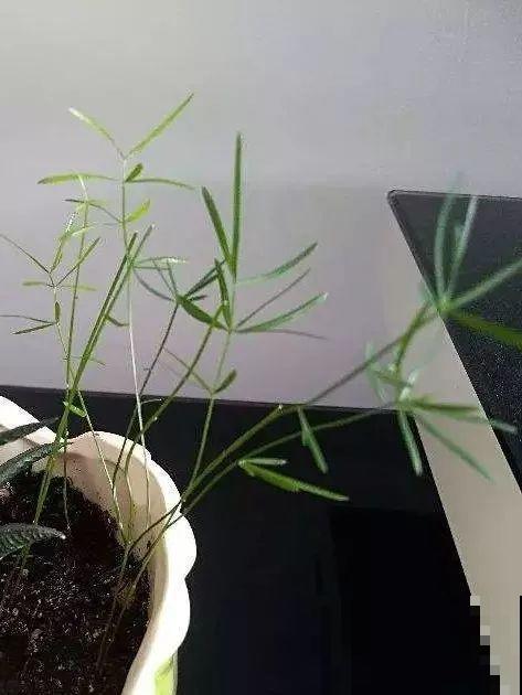 这花极像文竹，叶片翠绿，却比文竹好看好养多了！