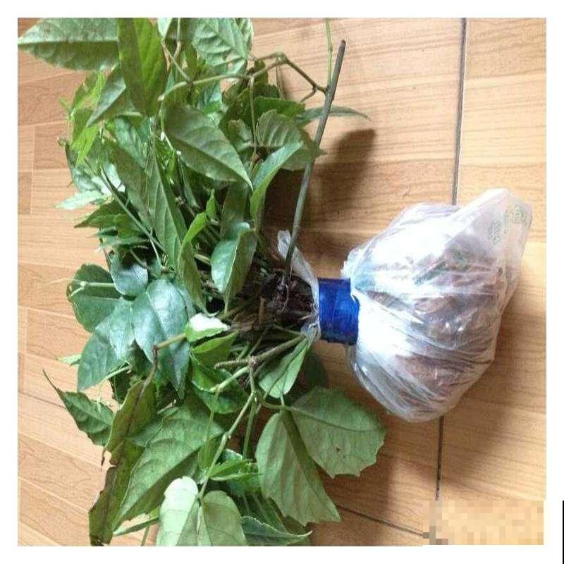 这植物长得像老鼠，乍一看吓一跳，城里出高价回收有妙用！