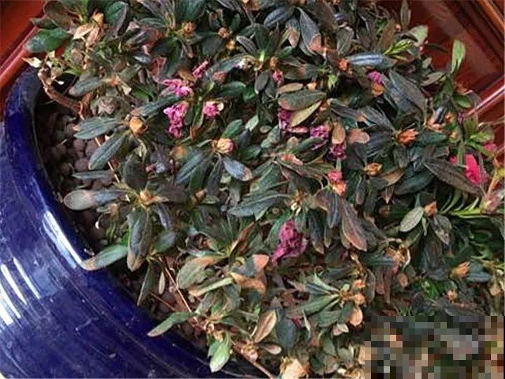 都说这花难养，10年不换盆，年年开花成宝贝！