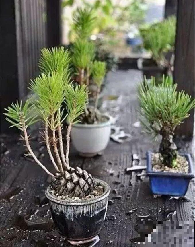 山上捡了一筐宝贝，埋一半露一半，竟然长出小盆景！
