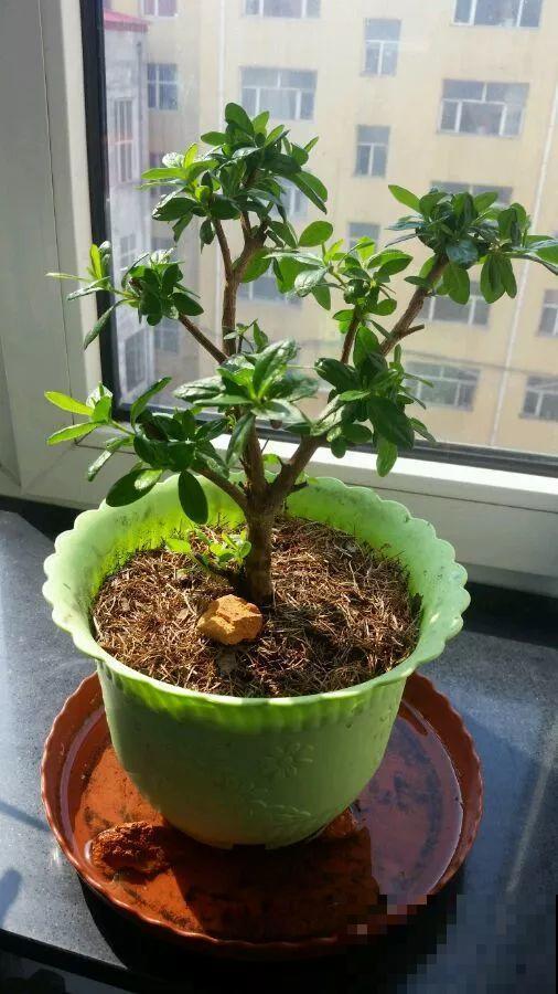 新买的花，盆上戳80个洞，越破花长得越旺！