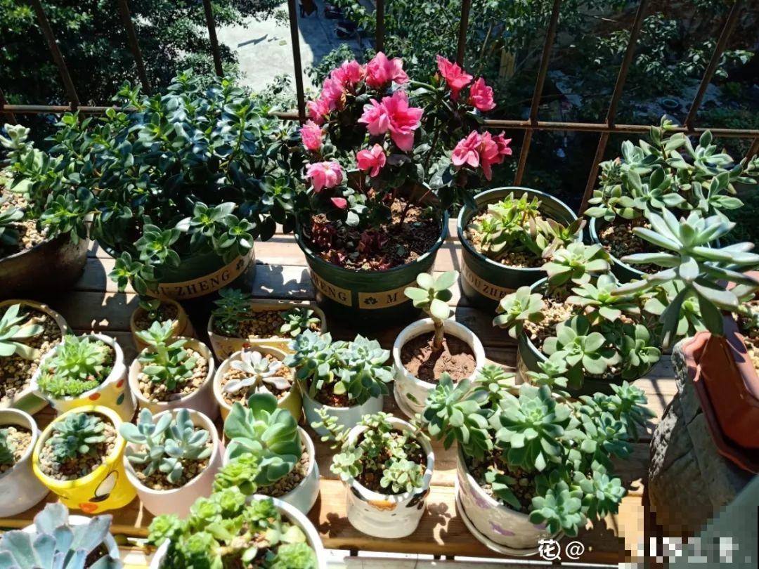 这种花盆要少用，稍微不注意，养花就容易黄叶烂根！