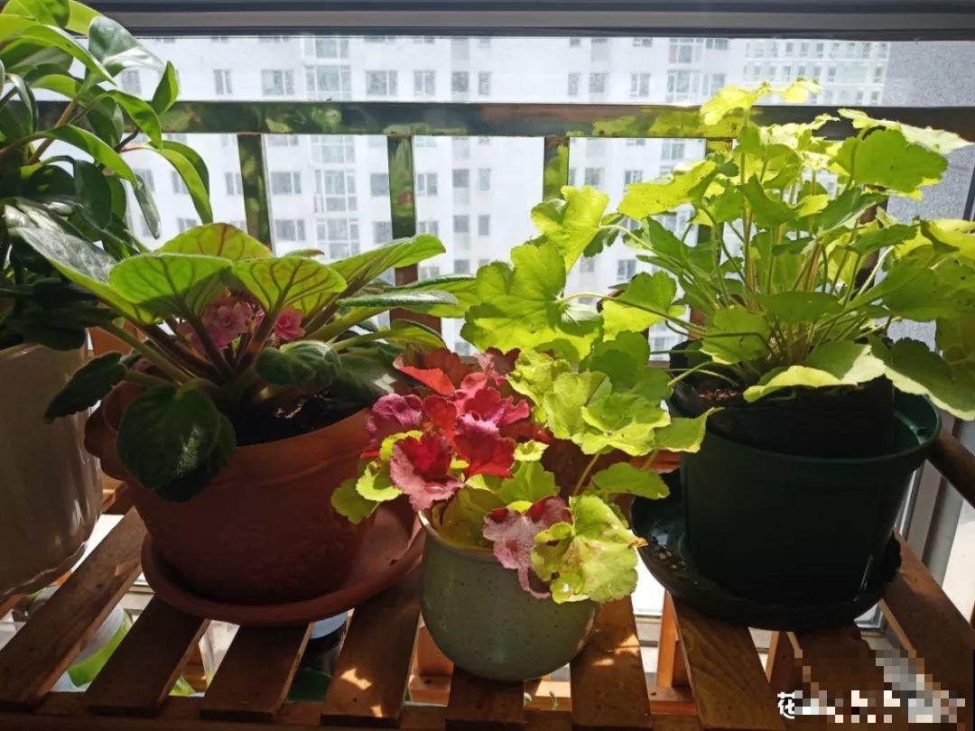 室内养花太难？记住这5点，啥花都能养得好！