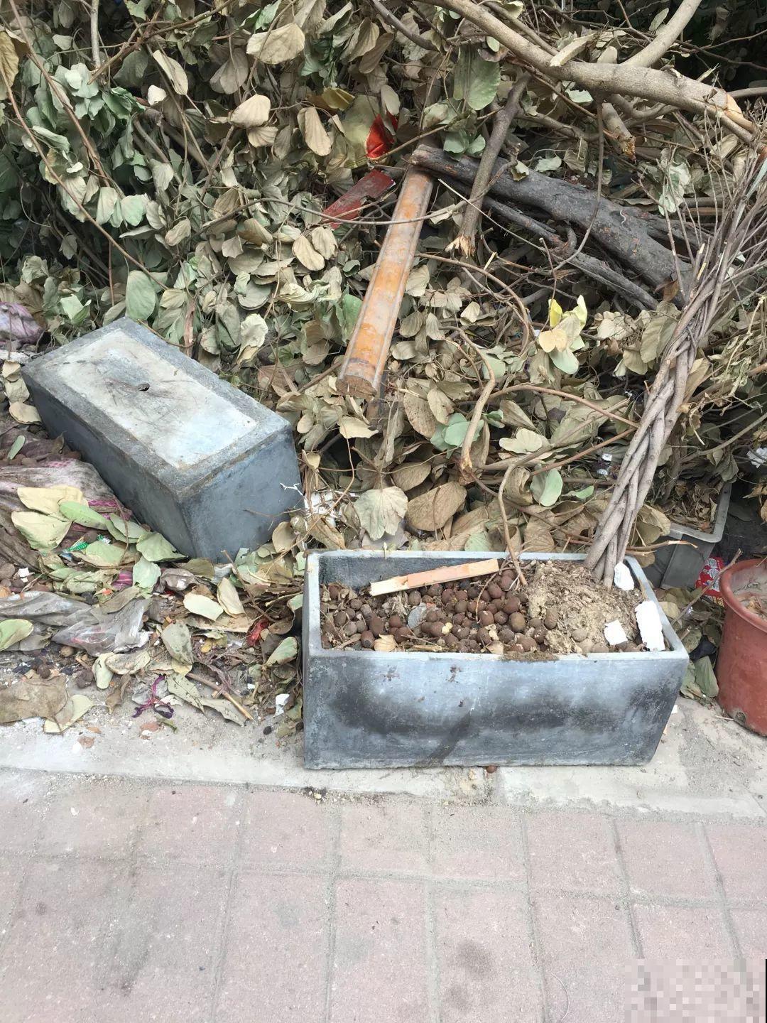 年底了，养花人多出门溜溜，能捡不少好东西！