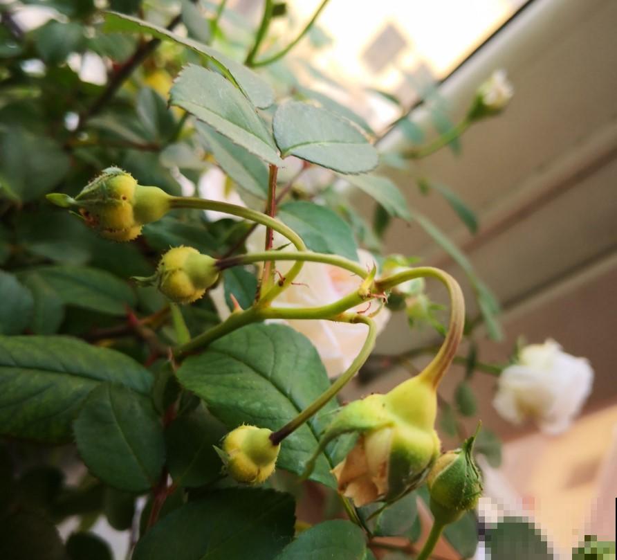 月季花苞迟迟不肯打开，原来是这原因，学一招吧！