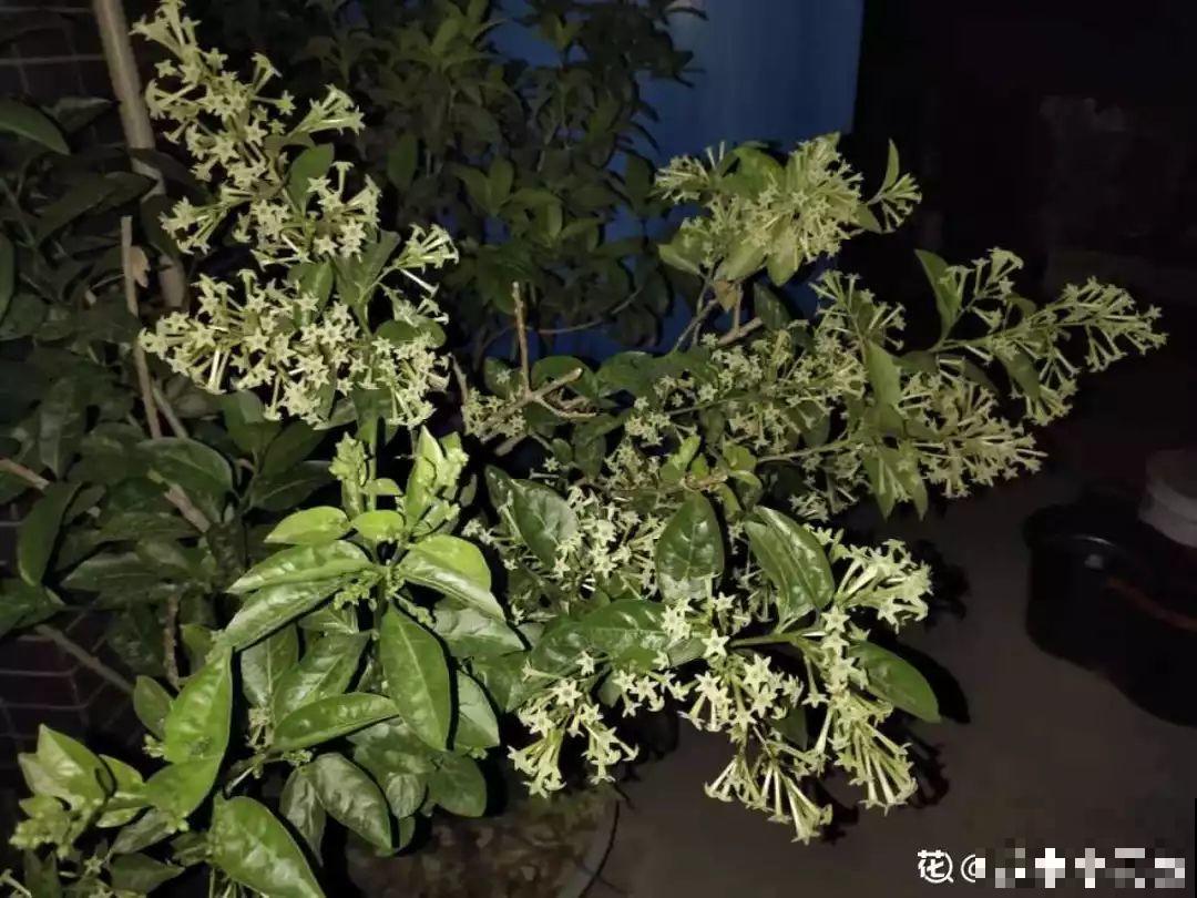 这花没开前像韭菜，忍住别割，一开花就美爆！