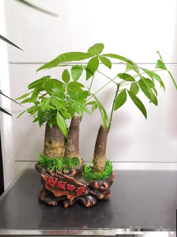 8种花最怕浇水，一浇水就烂根，不浇水反而长得旺！