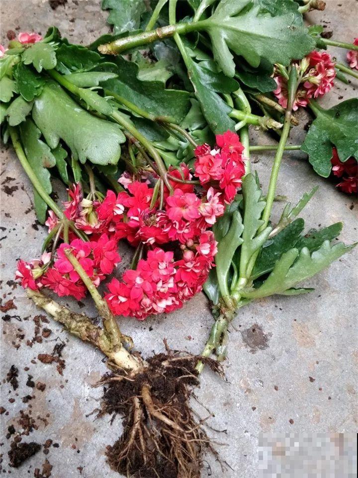 10种花，冬天切记管住手，小心浇完水就掉叶子！