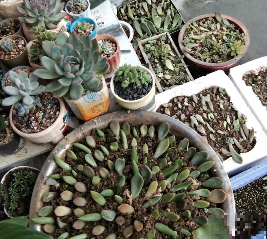 多肉植物叶插用什么土？学一招，多肉长成胖小子！