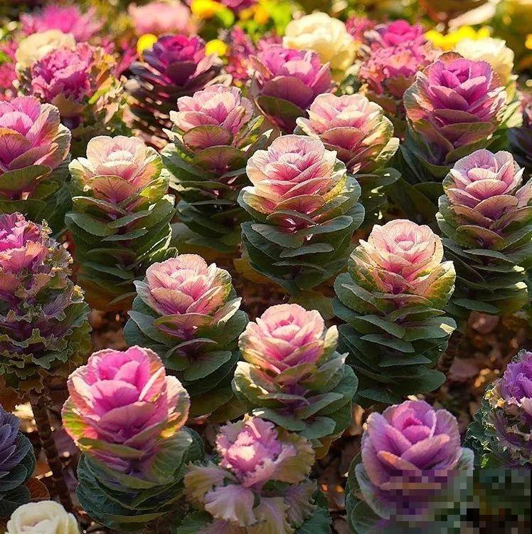 20种花再冷也不怕，过年正好开花，现在养还来得及！