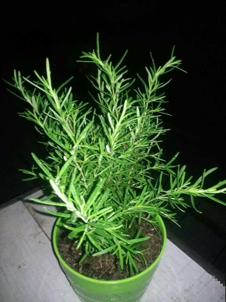 这花太香了，可以当香料，邻居见了也想养！