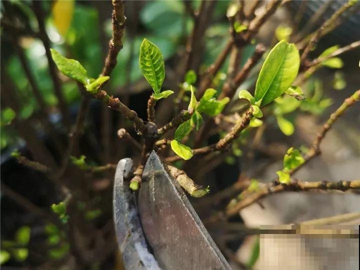 冬天修剪分“轻重”，有的花剪狠了，小心再也不开花！