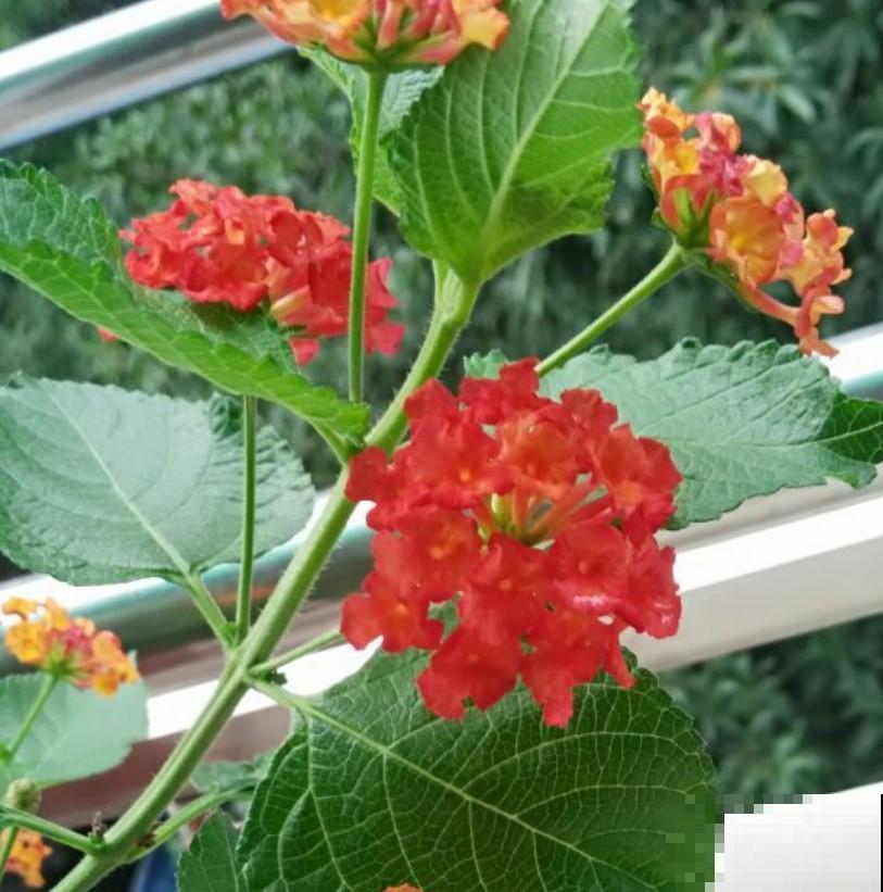 花期超长的花，焦糖花色选这3种，养一盆都不够！