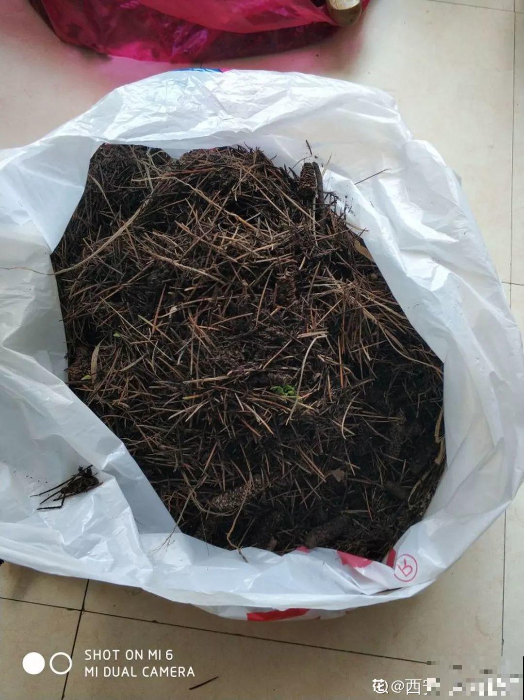 室内养花太难？记住这5点，啥花都能养得好！