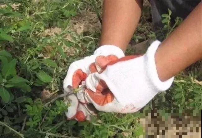这3种花不用扦插，切个小口子，2个月就生根！
