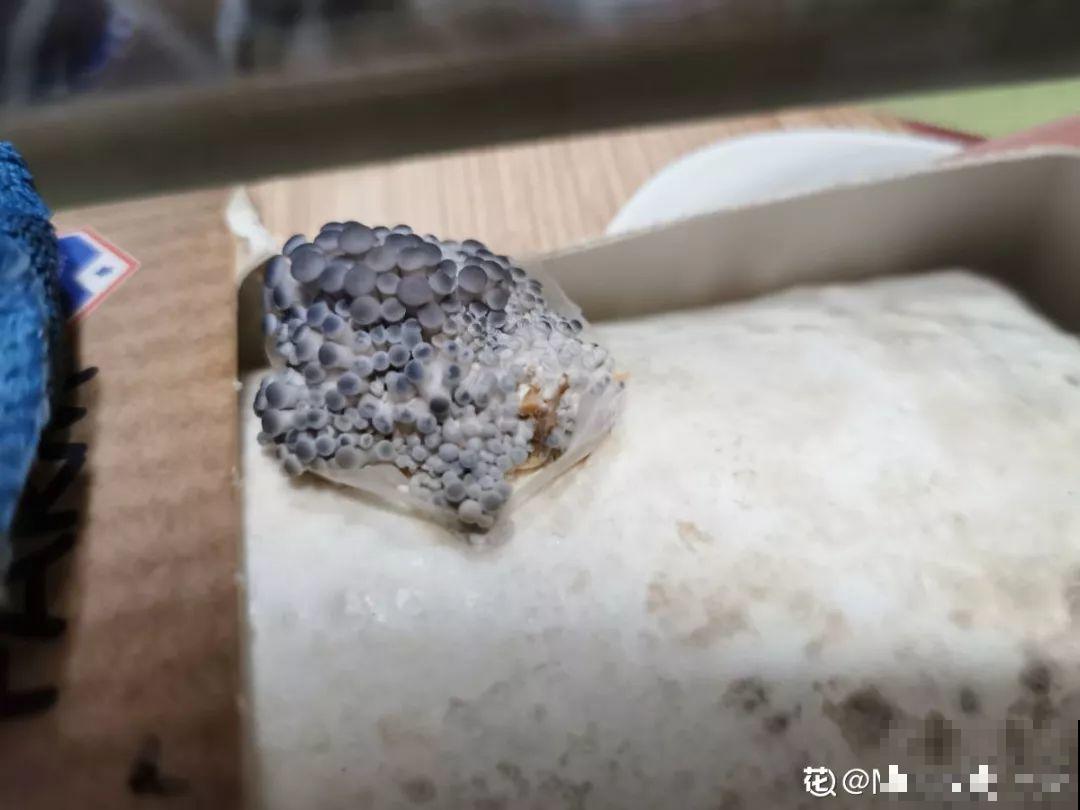 家里阳光差，试着养盆它，不但长的快还能吃！