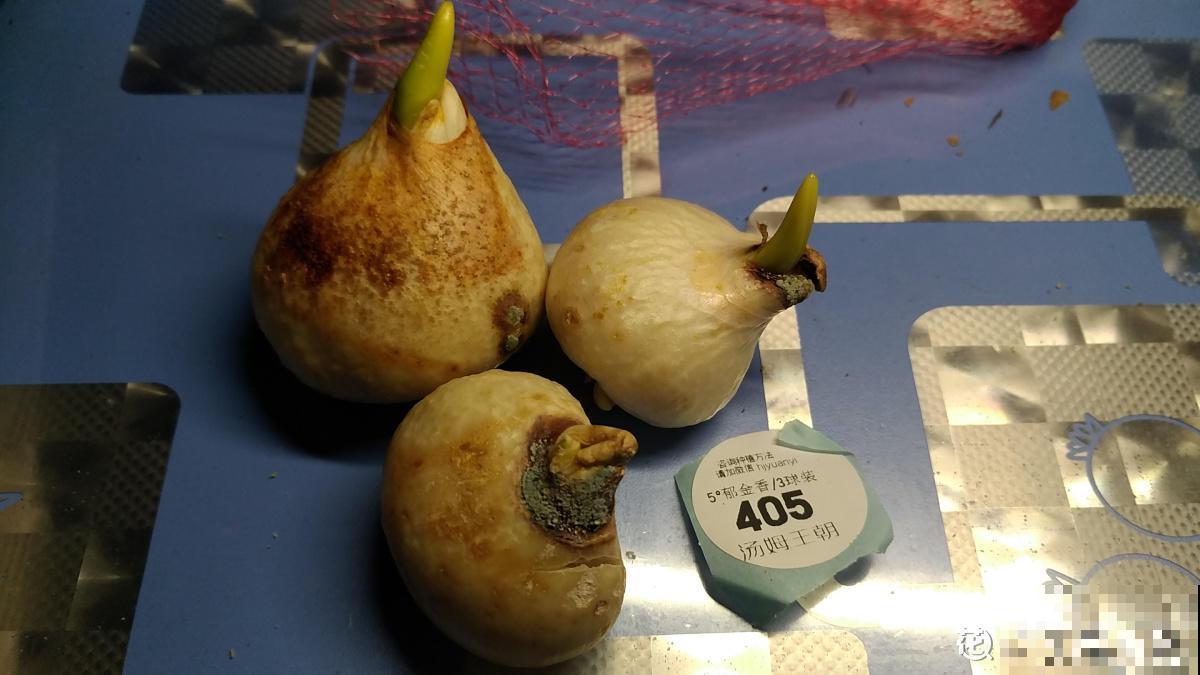郁金香种之前，不做这一步，就等于白种！