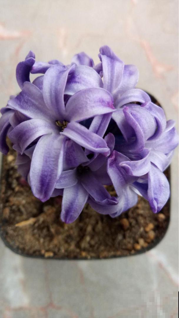 这种花，水里土里都能种，开花满屋飘香