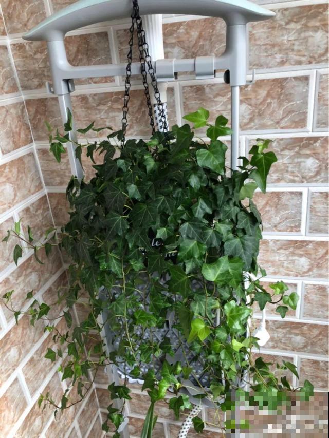 这4种花养在家里，就是一个小型的加湿器，不干不躁真舒服！