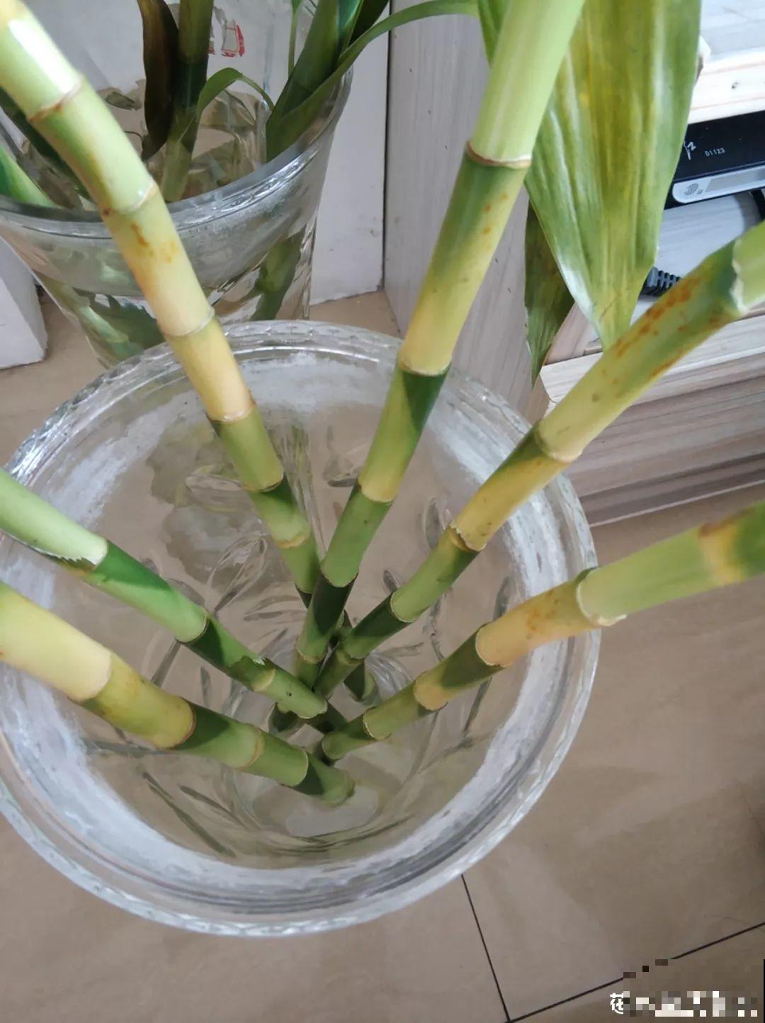 这花10块钱买一把，拿回家2天死翘翘了，真愁人！