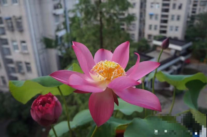 这么美的花，隔壁邻居非说不吉利，我偏要养！