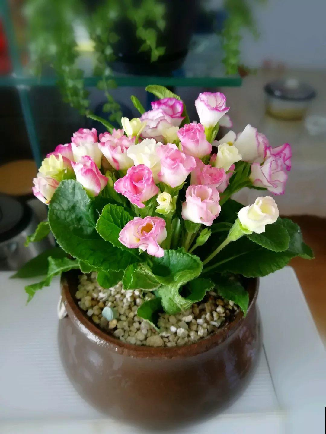 这花品种一年比一年多，五颜六色，新手照样也能养爆盆！