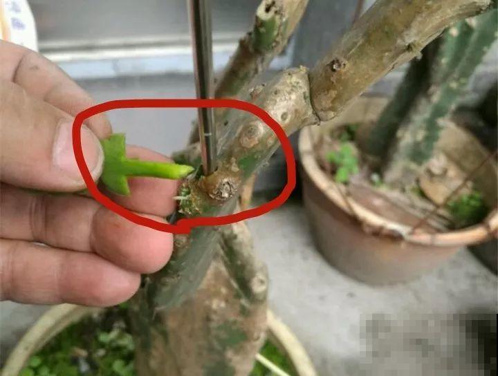 蟹爪兰嫁接技巧，少浇水撒点它，新手也能轻松养生根！