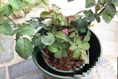 冬日寒气逼人，地栽花草快冻死怎么办？快使出这几个大招！