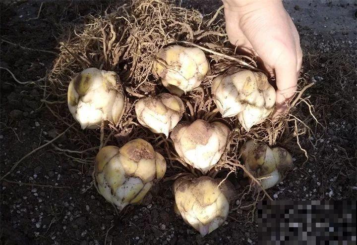 养这花真赚钱，一年能生3麻袋，邻居朋友抢着要！