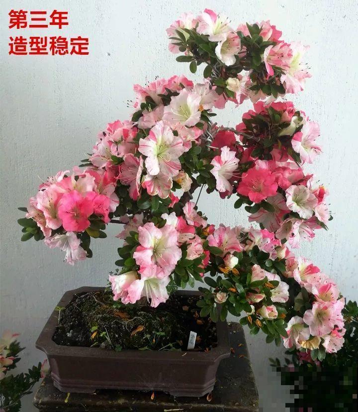 最受欢迎的花，修修剪剪，立马就变的不一样了
