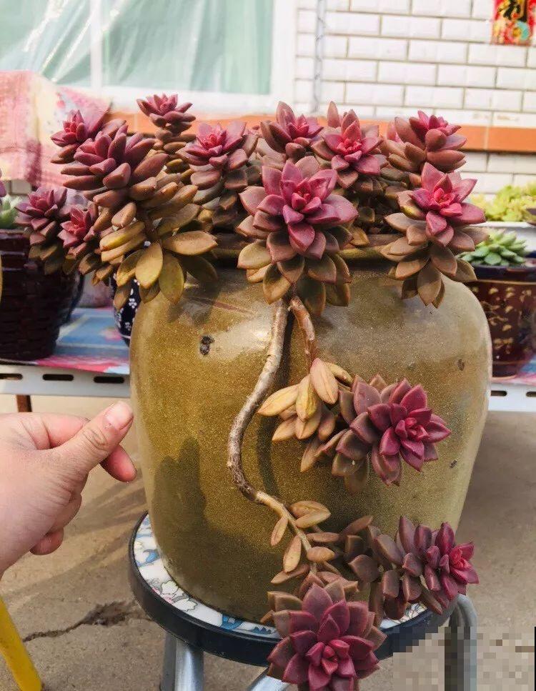 他用菜坛子养多肉，1分不花又好看，个个壮得像白菜！