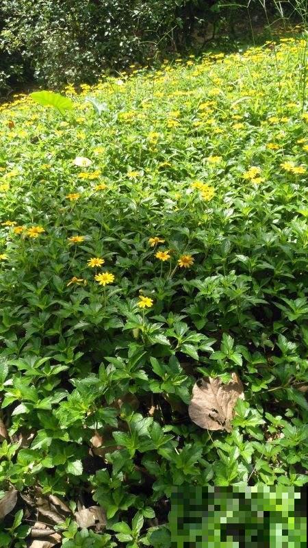 这野菊花种一棵冒出10棵，把它名字能读对的，都是顶级文化人！