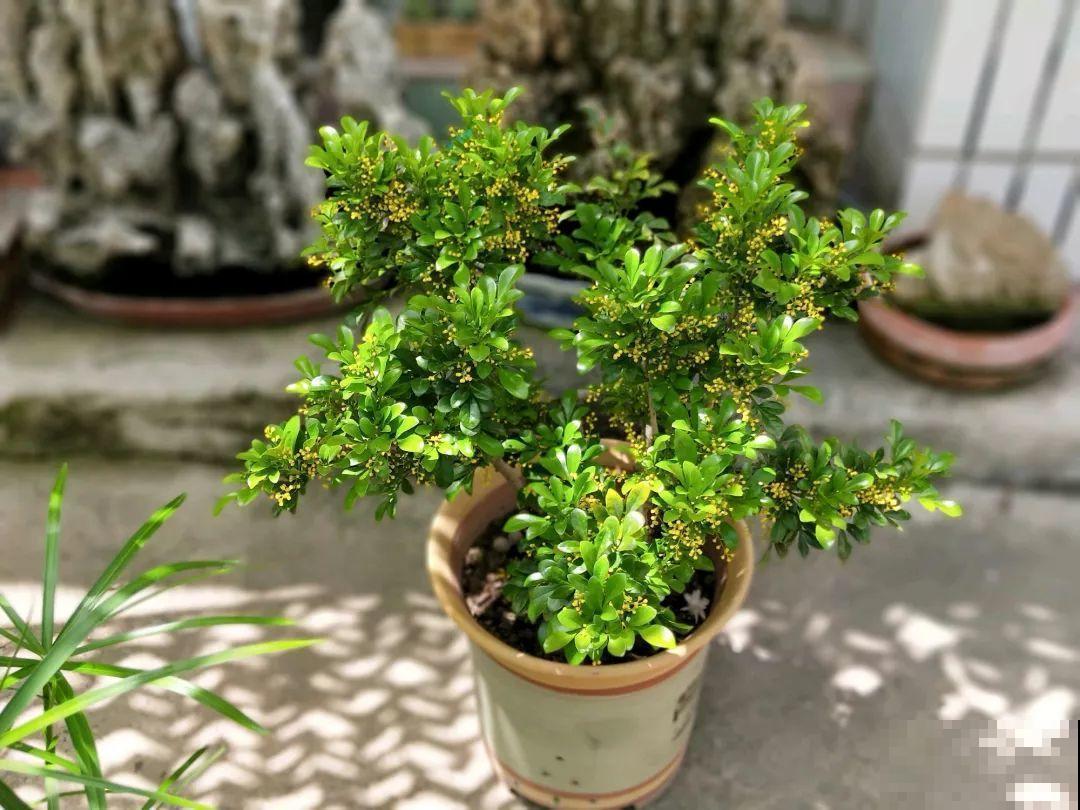 想养好花，就得付出劳动，从开花到结果，无一不是美的！