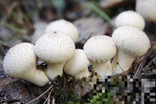 上山看到“大白皮球”，凑近一摸还会“喷气”，幸亏提前发现它