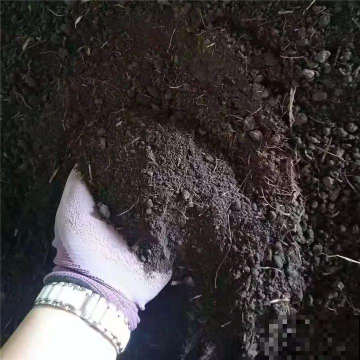土里掺点它，3年不用换盆，花照样年年开！