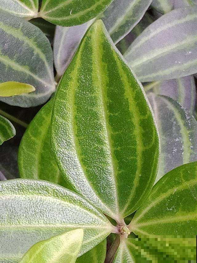 今年特流行的网红花，最适合北阳台，你家养了哪几种