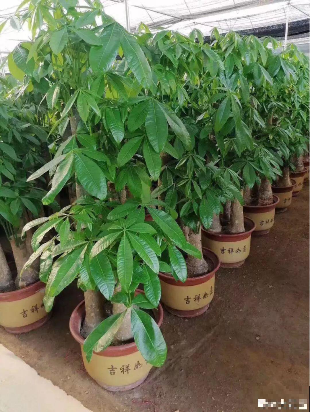 这10种花要慎买，小心养不活，心里贼难受！