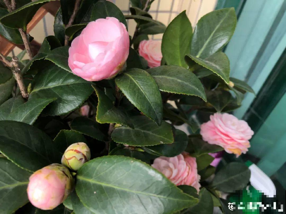 这10种花要慎买，小心养不活，心里贼难受！