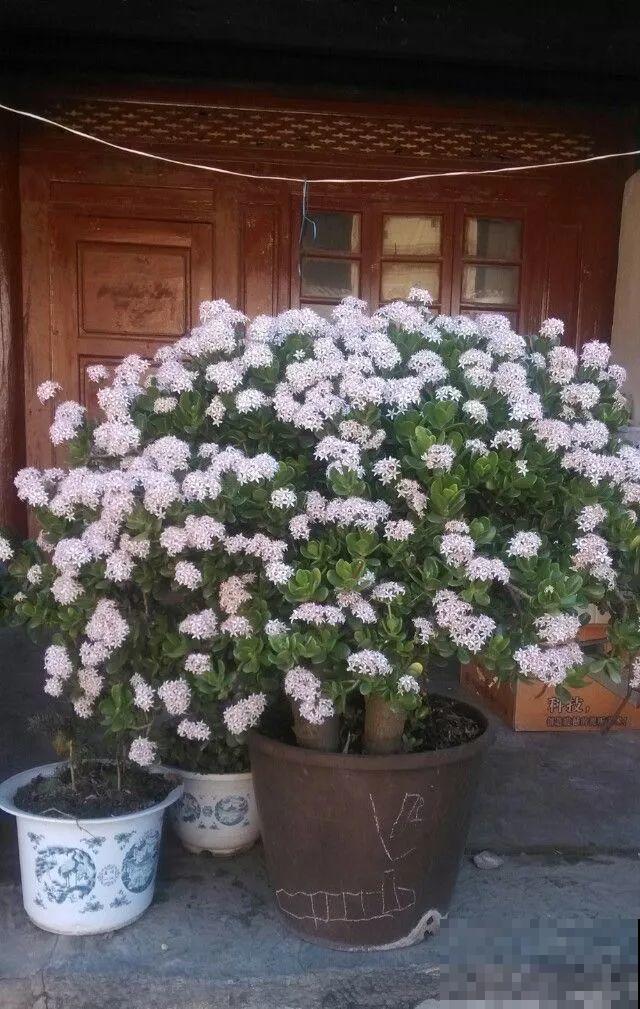 养了20年的玉树，杆子比大腿还粗，满树白花跟下雪了一样！